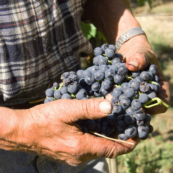 "Podere della Filandra" Chianti DOCG