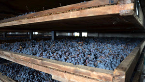 Amarone dry grapes wine viticolo 